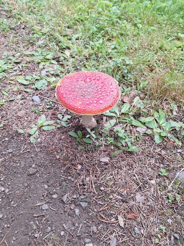 Fly Agaric