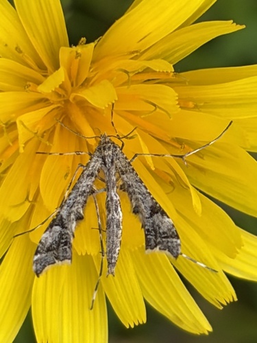 Brindled Plume-moth
