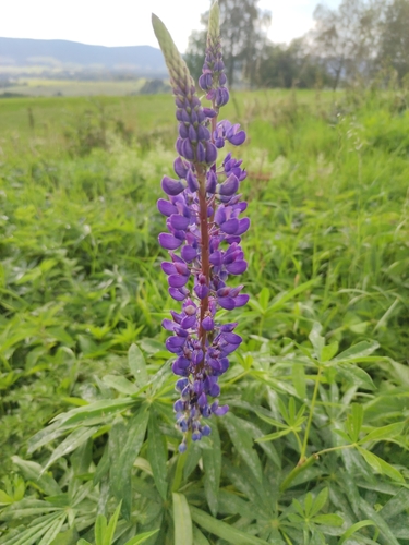 Large-leaved lupine