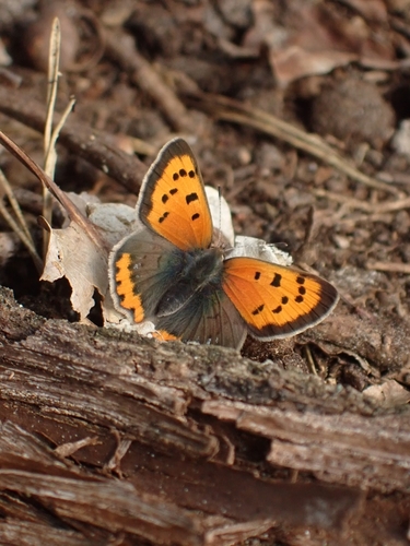 Small Copper