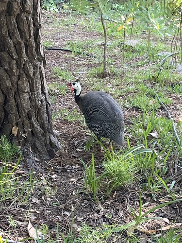 Domestic Guineafowl