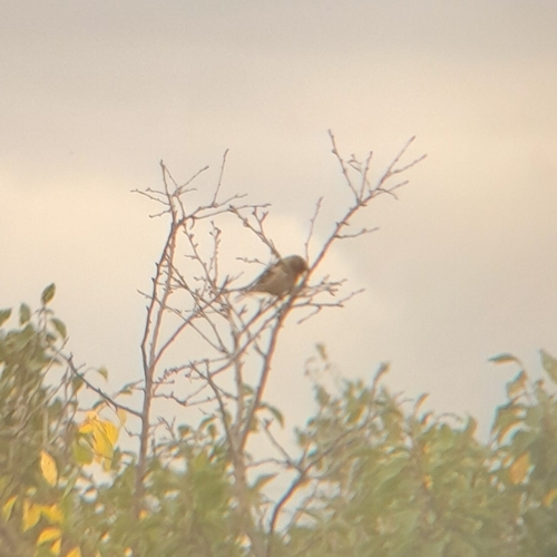 Common Chaffinch