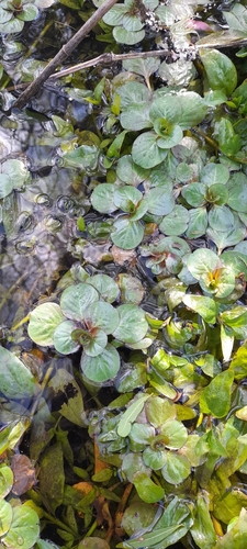 floating primrose-willow