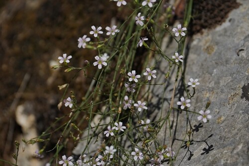 Tunicflower