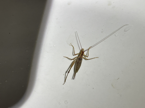 iNaturalist observation photo of Western Tree Cricket