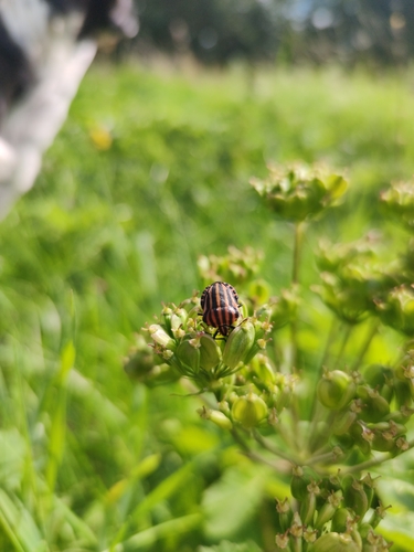 European Striped Shield Bug