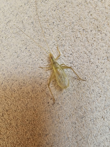 Italian Tree Cricket