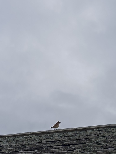 Northern Wheatear
