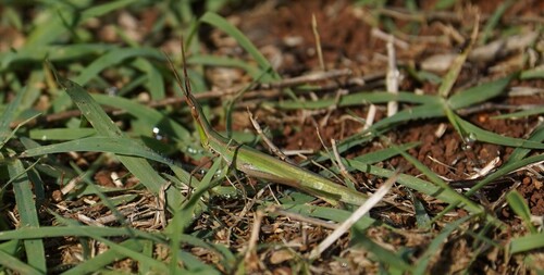 Mediterranean Slant-faced Grasshopper