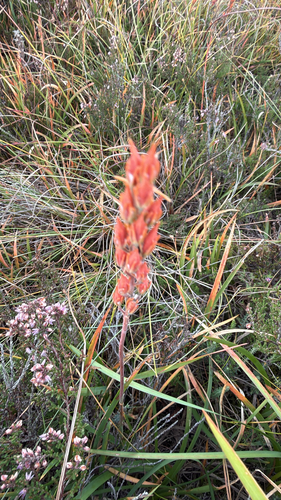bog asphodel