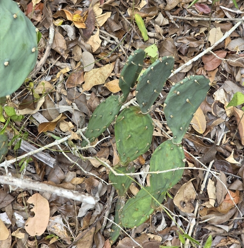 shell mound pricklypear