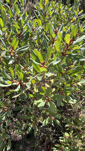 bog myrtle