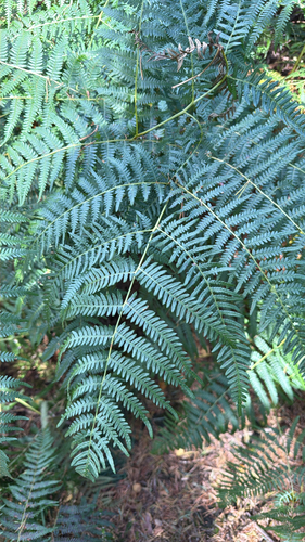 common bracken