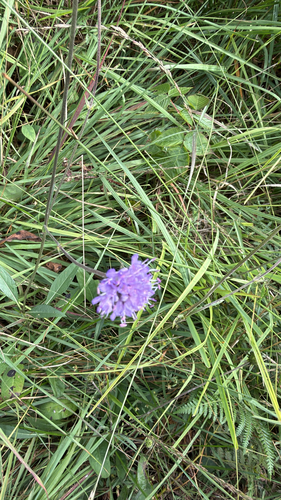 Devil's-bit Scabious