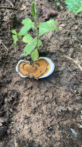 Ganoderma lobatum