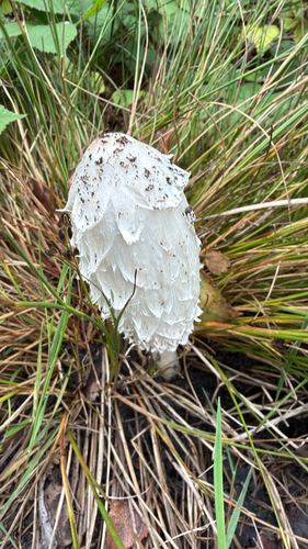 Shaggy Mane