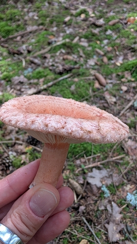 Woolly Milkcap