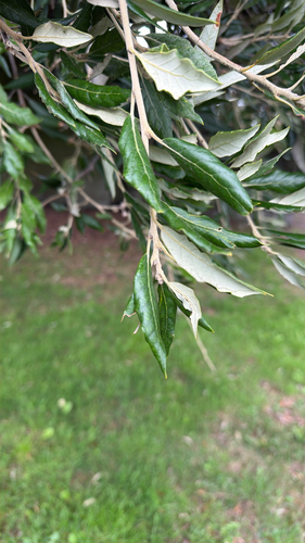 Holm oak