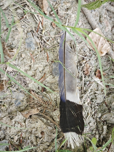 Red-billed Blue-Magpie