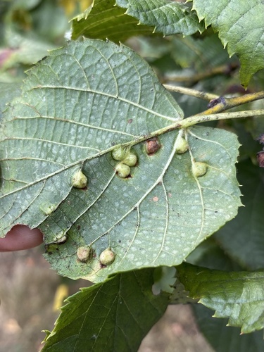 Linden gall midge