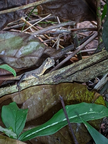 Sri Lanka Kangaroo Lizard