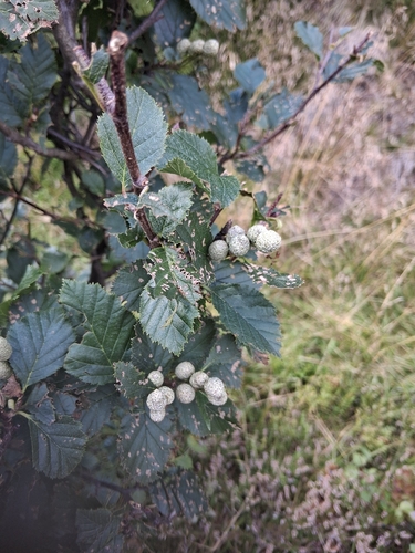 green alder