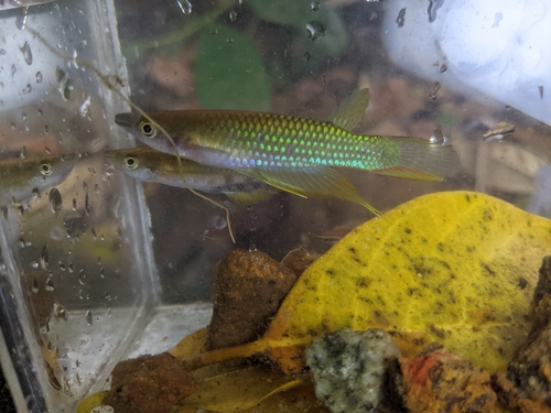 Ceylon killifish