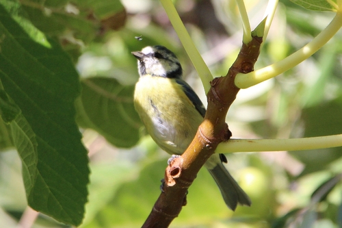 Eurasian Blue Tit