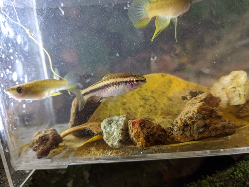 Cherry Barb