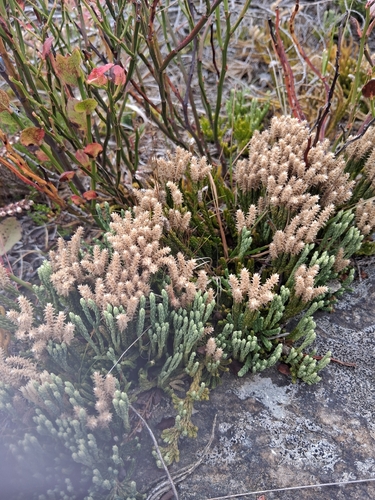 alpine clubmoss