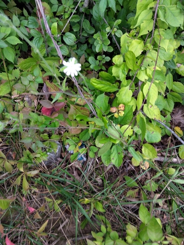 white campion