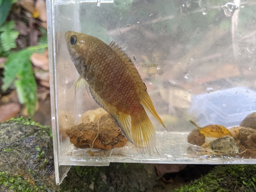 Ceylonese Combtail Gourami