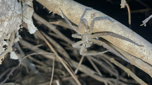 Pantropical Huntsman Spider