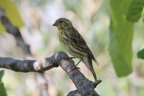 European Serin