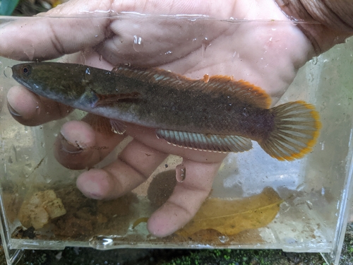 Kelaart's Dwarf Snakehead