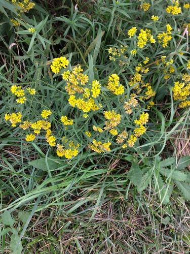 flat-topped goldenrod