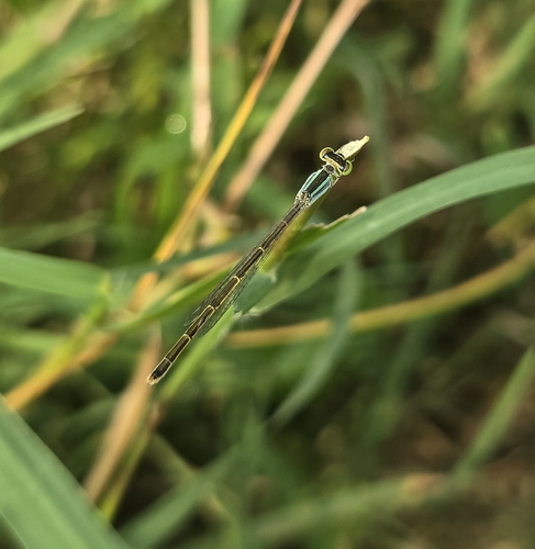 Western Golden Dartlet
