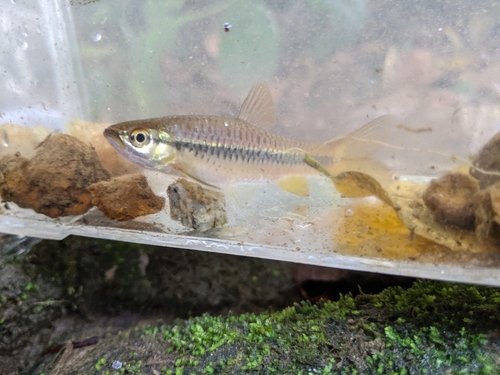 Striped Rasbora