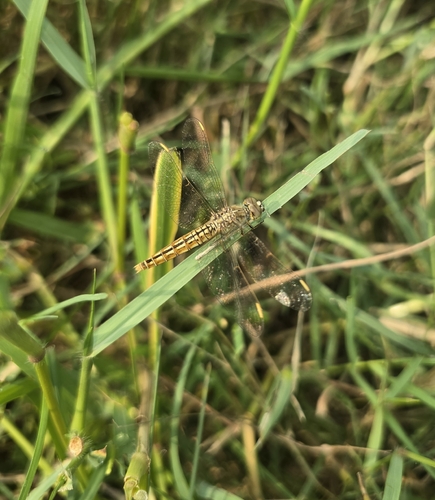 Ditch Jewel