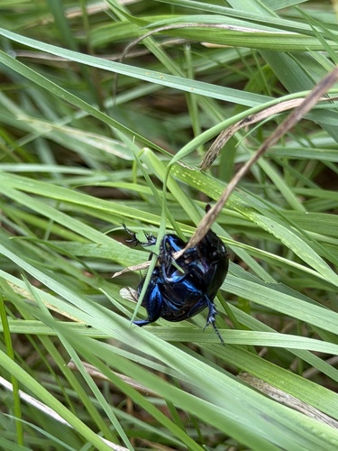 Woodland Dor Beetle