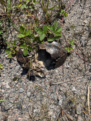 Midland Painted Turtle