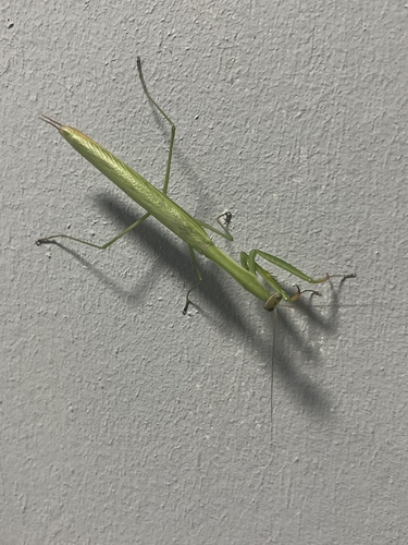 European Mantis
