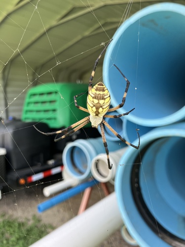 Yellow Garden Spider