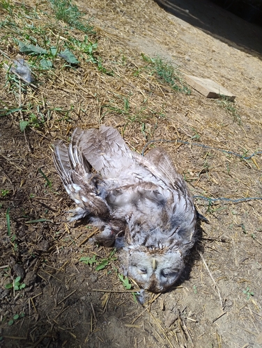 Tawny Owl
