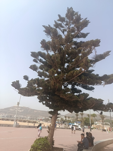 Norfolk Island Pine