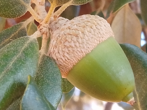 sweet acorn oak