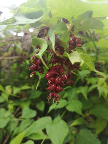 Himalayan honeysuckle