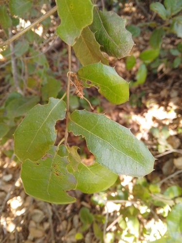 False-kermes oak