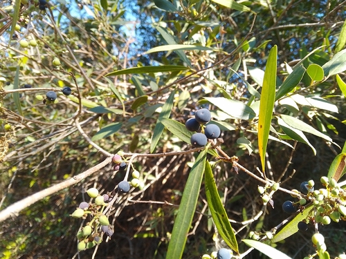Narrow-leaved mock privet