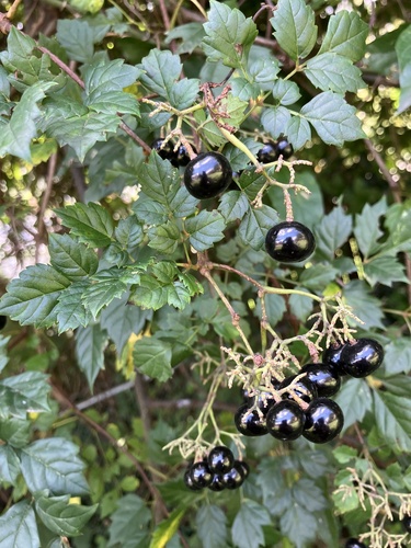 peppervine